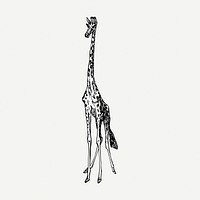 Giraffe drawing, vintage wildlife illustration psd. Free public domain CC0 image.