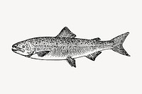 Salmon fish clipart, vintage sea animal illustration vector. Free public domain CC0 image.