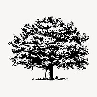 Tree clipart, vintage botanical illustration vector. Free public domain CC0 image.