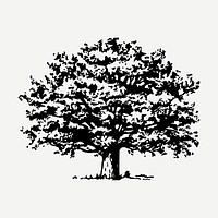 Tree drawing, vintage botanical illustration psd. Free public domain CC0 image.