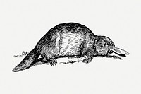 Platypus drawing, vintage wildlife illustration psd. Free public domain CC0 image.