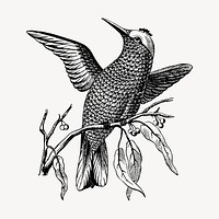 Passerine bird clipart, vintage animal illustration vector. Free public domain CC0 image.