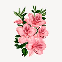 Pink azalea flowers clipart, vintage botanical illustration vector. Free public domain CC0 image.