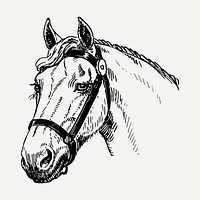 Horse head drawing, vintage wildlife illustration psd. Free public domain CC0 image.