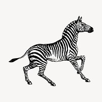 Zebra clipart, vintage animal illustration vector. Free public domain CC0 image.