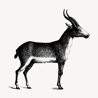 Saiga antelope clipart, vintage animal illustration vector. Free public domain CC0 image.