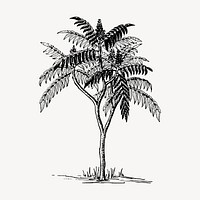 Sumac tree clipart, vintage botanical illustration vector. Free public domain CC0 image.