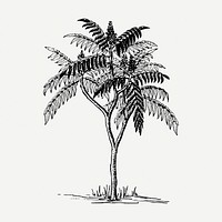 Sumac tree drawing, vintage botanical illustration psd. Free public domain CC0 image.