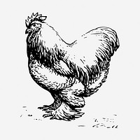 Chicken drawing, vintage farm animal illustration. Free public domain CC0 image.