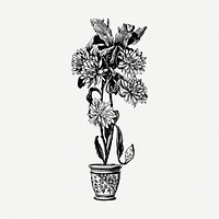 Epiphyllum flower pot drawing, vintage botanical illustration psd. Free public domain CC0 image.