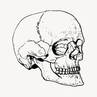 Human skull drawing, vintage Halloween illustration vector. Free public domain CC0 image.