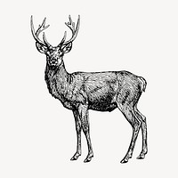 Stag drawing, vintage animal illustration vector. Free public domain CC0 image.