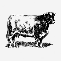 Shorthorn cow drawing, vintage animal illustration. Free public domain CC0 image.