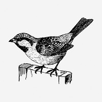 House sparrow bird drawing, vintage animal illustration. Free public domain CC0 image.