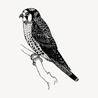 Sparrow hawk bird drawing, vintage animal illustration vector. Free public domain CC0 image.