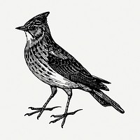 Skylark bird drawing, vintage animal illustration psd. Free public domain CC0 image.