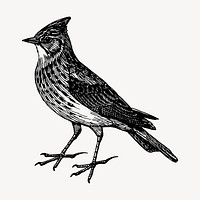 Skylark bird drawing, vintage animal illustration vector. Free public domain CC0 image.