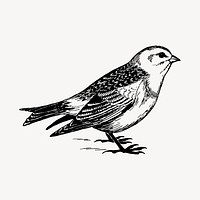 Snow bunting bird drawing, vintage animal illustration vector. Free public domain CC0 image.