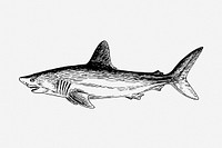 Shark drawing, vintage sea animal illustration. Free public domain CC0 image.