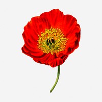 Red poppy flower clipart, vintage botanical illustration. Free public domain CC0 image.