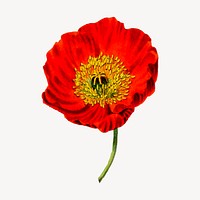 Red poppy flower clipart, vintage botanical illustration vector. Free public domain CC0 image.