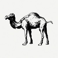 Camel drawing, vintage animal illustration psd. Free public domain CC0 image.