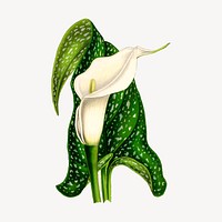 Calla flower clipart, vintage botanical illustration vector. Free public domain CC0 image.