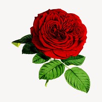 Red rose flower clipart, vintage botanical illustration vector. Free public domain CC0 image.