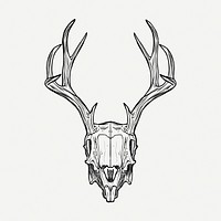 Deer skull drawing, vintage illustration psd. Free public domain CC0 image.