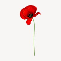 Red poppy flower clipart, vintage botanical illustration vector. Free public domain CC0 image.
