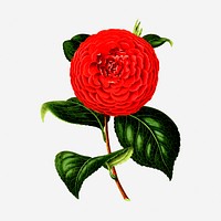 Red camellia flower clipart, vintage botanical illustration. Free public domain CC0 image.