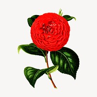 Red camellia flower clipart, vintage botanical illustration vector. Free public domain CC0 image.