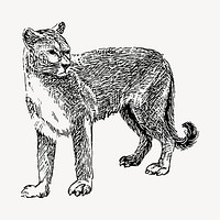 Cougar tiger drawing, vintage animal illustration vector. Free public domain CC0 image.