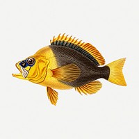 Yellow fish sticker, vintage sea animal illustration psd. Free public domain CC0 image.