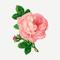 Pink rose flower sticker, vintage botanical illustration psd. Free public domain CC0 image.