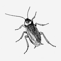 Cockroach drawing, vintage insect illustration. Free public domain CC0 image.