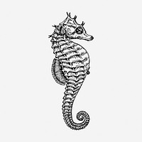 Seahorse drawing, vintage sea animal illustration. Free public domain CC0 image.