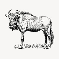 Wildebeest gnu drawing, vintage animal illustration vector. Free public domain CC0 image.