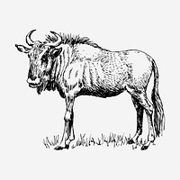 Wildebeest gnu drawing, vintage animal illustration. Free public domain CC0 image.