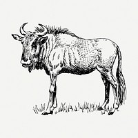 Wildebeest gnu drawing, vintage animal illustration psd. Free public domain CC0 image.