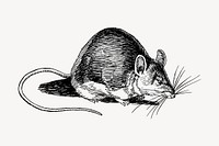 Rat drawing, vintage animal illustration vector. Free public domain CC0 image.