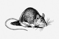 Mouse drawing, vintage animal illustration. Free public domain CC0 image.