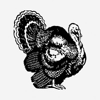 Turkey drawing, farm animal vintage illustration. Free public domain CC0 image.