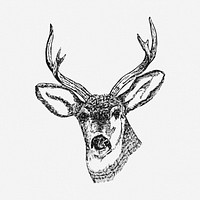Stag clipart, animal vintage illustration vector. Free public domain CC0 image.