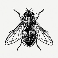 Fly drawing, insect vintage illustration psd. Free public domain CC0 image.