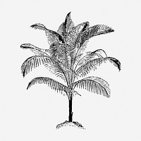 Palm tree clipart, botanical vintage illustration vector. Free public domain CC0 image.