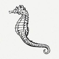 Seahorse drawing, sea life vintage illustration psd. Free public domain CC0 image.