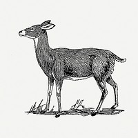 Doe deer drawing, animal vintage illustration psd. Free public domain CC0 image.