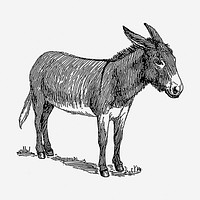 Donkey drawing, animal vintage illustration. Free public domain CC0 image.