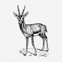 Gazelle clipart, animal vintage illustration vector. Free public domain CC0 image.
